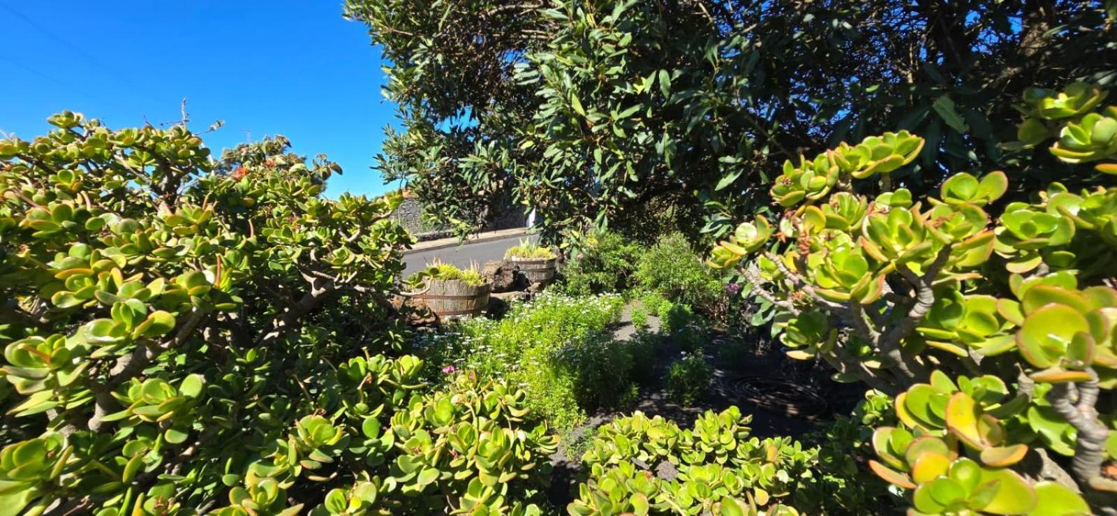 Vivienda Vacacional El Lagar, Bodega A Fuencaliente de la Palma Eksteriør billede